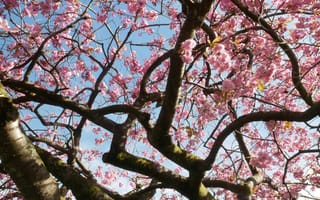 Картинка весна, весенние, время года, сезоны, сезонные, природа, вишня, цветущий, сакура, цветок, цветение, ветка, дерево, розовый