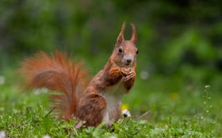 Картинка белка, грызун, животные, животное, природа, трава, растение