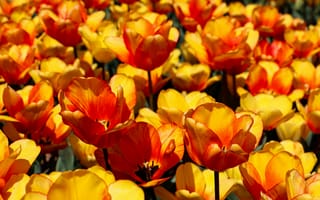 Картинка тюльпан, цветок, цветы, растение, растения, цветочный, клумба, оранжевый, желтый