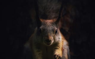 Картинка белка, грызун, животные, животное, природа, amoled, амолед, черный