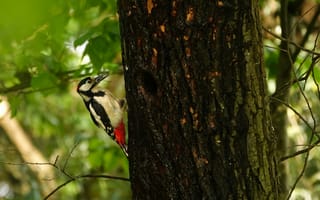 Картинка дятел, птица, птицы, животное, животные, ветка, дерево, лес, деревья, природа