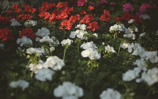 Картинка цветок, цветы, растение, растения, цветочный, клумба