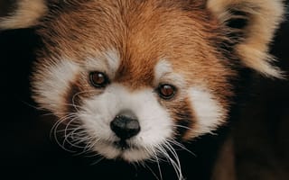 Картинка красная панда, малая панда, животное, животные, природа, морда, голова, портрет