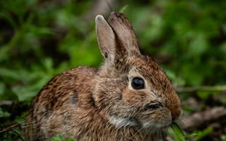 Картинка кролик, заяц, животные, животное, природа, трава, растение, зеленый