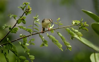 Картинка птицы, птица, животное, животные, крошечный, маленький, ветка, дерево