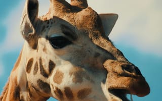 Картинка жираф, животные, животное, природа, морда, голова, портрет, небо