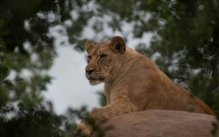 Картинка львица, лев, дикие кошки, дикий, кошки, большие кошки, большая кошка, хищник, животные, самка