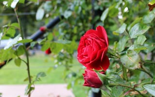 Картинка роза, цветок, цветы, растение, растения, цветочный, красный