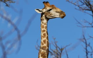 Картинка жираф, животные, животное, природа, дерево