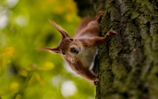 Картинка белка, грызун, животные, животное, природа, дерево