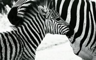 Картинка зебра, животные, животное, природа, детеныш, маленький, черно-белый, черный, монохром, монохромный