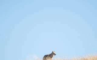 Картинка волк, дикий, хищник, животное, животные, природа, трава, растение