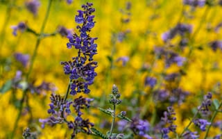 Картинка цветок, цветы, растение, растения, цветочный, полевой цветок, луг, поле