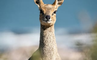 Картинка кенгуру, животные, животное, природа