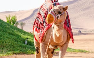 Картинка верблюд, животное, животные, природа, пустыня, песок, песчаный