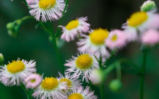 Картинка ромашка, цветок, цветы, растение, растения, цветочный