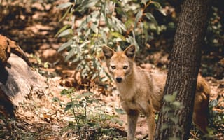 Картинка животные, животное, природа, лес, деревья, дерево, осень