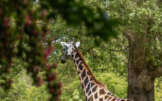 Картинка жираф, животные, животное, природа, лес, деревья, дерево