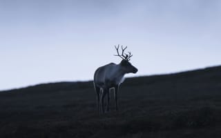 Картинка олень, животные, животное, природа, вечер, сумерки