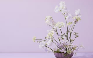 Картинка цветок, цветы, растение, растения, цветочный, горшок