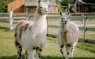 Картинка лама, животное, животные, природа, пара, двое