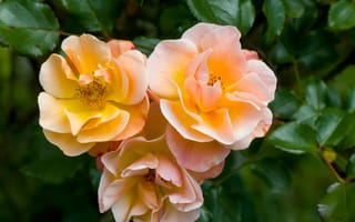 Картинка роза, цветок, цветы, растение, растения, цветочный, розовый