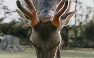 Картинка олень, животные, животное, природа