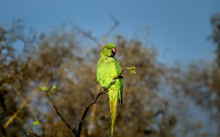 Картинка кольчатый попугай, попугай, птица, птицы, животное, животные, ветка, дерево