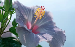 Картинка гиaцинт, цветок, цветы, растение, растения, цветочный