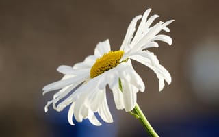 Картинка маргаритка, цветок, цветы, растение, растения, цветочный, ромашка