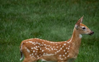 Картинка олень, животные, животное, природа, луг, трава, растение