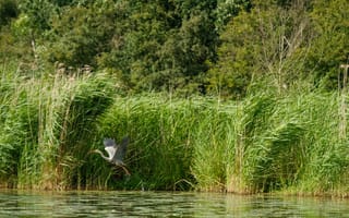 Картинка цапля, птица, птицы, животное, животные, озеро, пруд, вода, полет, летит