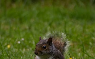 Картинка белка, грызун, животные, животное, природа, трава, растение