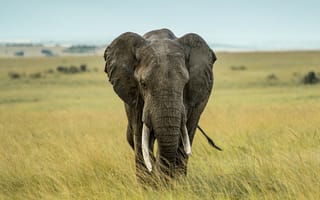 Картинка слон, животное, животные, природа, трава, растение, луг