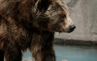 Картинка медведь, животные, животное, природа, скала