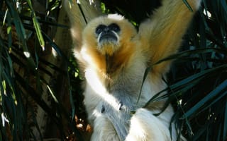 Картинка обезьяна, примат, животное, животные, природа, дерево