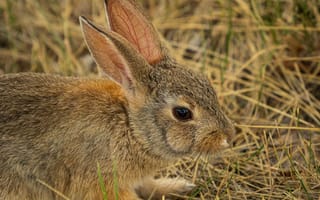 Картинка кролик, животные, животное, природа, трава, растение, сухой