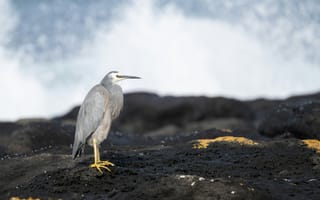 Картинка цапля, птица, птицы, животное, животные, море, океан, вода