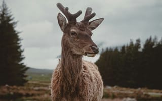 Картинка олень, животные, животное, природа, озеро, пруд, вода, лес, деревья, дерево