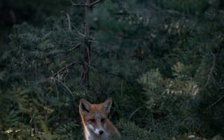 Картинка лиса, животное, животные, природа, лес, деревья, дерево