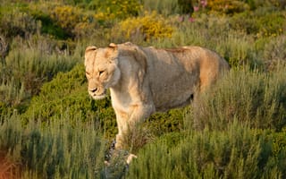 Картинка львица, лев, дикие кошки, дикий, кошки, большие кошки, большая кошка, хищник, животные, саванна, сухая, Африка, африканская