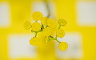 Картинка цветок, цветы, растение, растения, цветочный, желтый