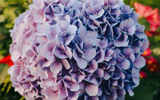 Картинка гортензия, цветок, цветы, растение, растения, цветочный