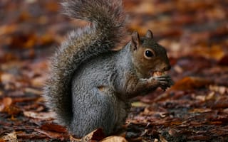 Картинка белка, грызун, животные, животное, природа, осень, лист, листва