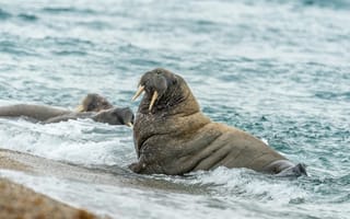 Картинка животные, животное, природа, морж, океан, вода