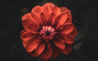Картинка георгин, георгина, цветок, цветы, растение, растения, цветочный, красный