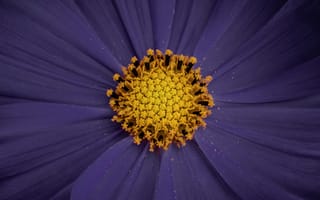 Картинка космея, цветок, цветы, растение, растения, цветочный, фиолетовый, макро, крупный план