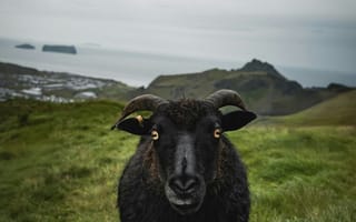 Картинка коза, животное, животные, природа, гора, луг, черный, Исландия