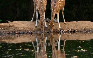 Картинка олень, животные, животное, природа, пара, двое, озеро, пруд, вода, отражение