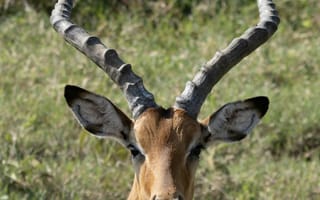 Картинка импала, антилопа, животные, животное, природа